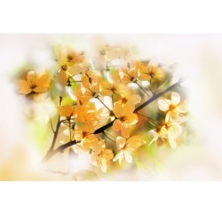 Fototapeta kwiaty słonecznej jabłoni nr F213382
