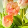 Fototapeta tulipanowe quatro nr F213488