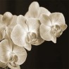 Fototapeta Kremowa orchidea nr F213045
