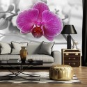 Fototapeta Orchidea  fioletowa nr F213050