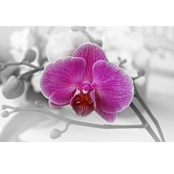 Fototapeta Orchidea  fioletowa nr F213050